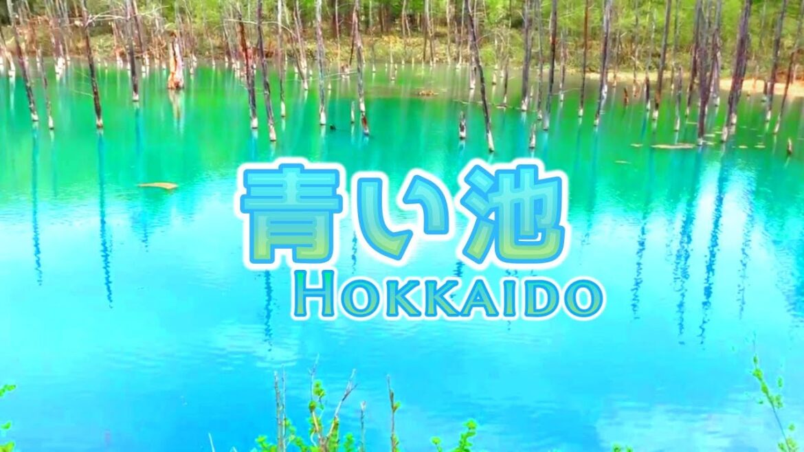 【青い池】北海道美瑛町白金青い池【4K】日本の絶景