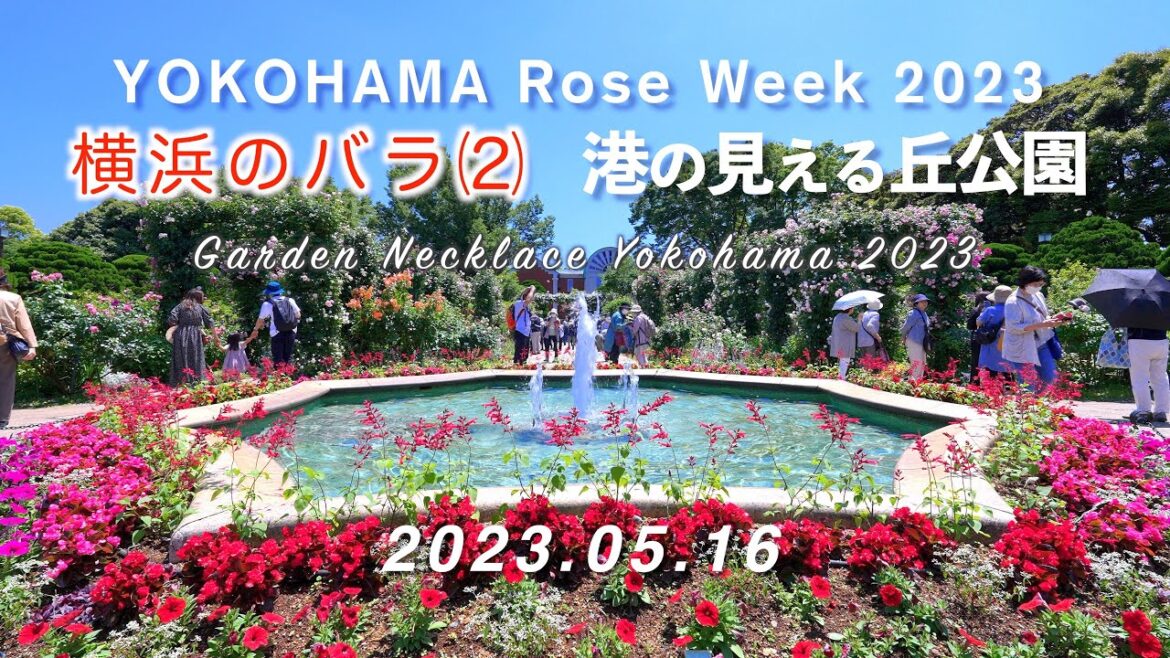 2023.05.16 横浜のバラ(2) 「港の見える丘公園」（横浜ローズウィーク） [4K] Yokohama Rose Week