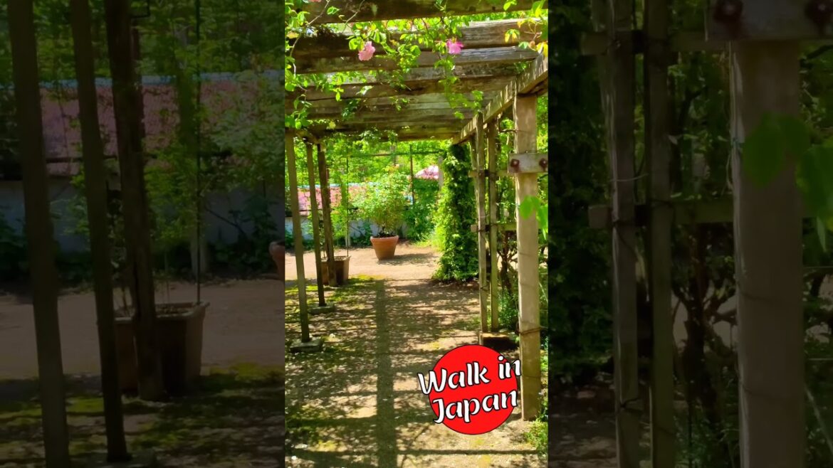 Wall-to-wall Flowers at a Japanese Rose Garden #shorts
