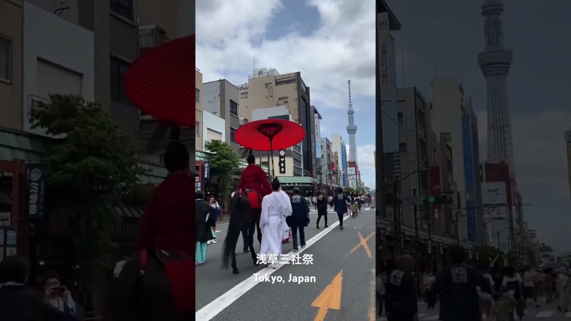 Lễ hội Asakusa Sanja Matsuri ngày 21/5/2023 tại #asakusa #tokyo #japan #shorts