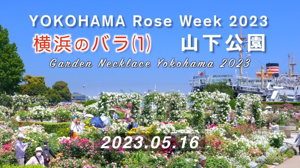 2023.05.16 横浜のバラ(1)「山下公園」 （横浜ローズウィーク）   [4K] Yokohama Rose Week