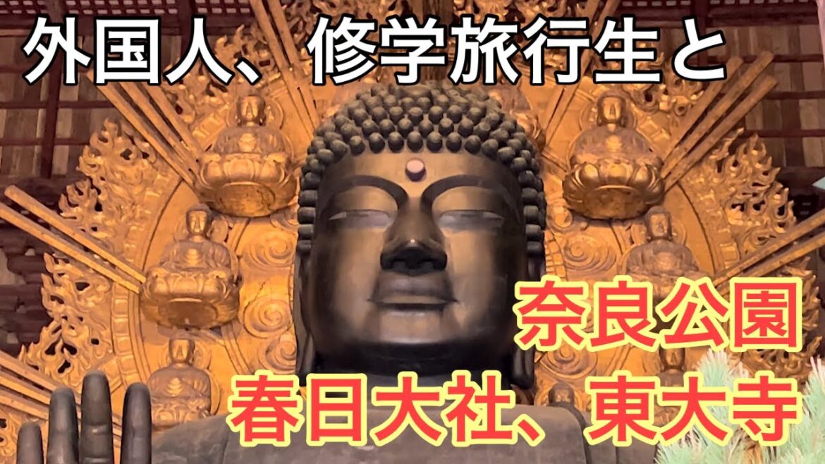 近畿旅行④　大阪から奈良へ。外国人、修学旅行生とともに奈良公園で鹿を見て、春日大社、東大寺を巡る！！ Nara, travel, sightseeing