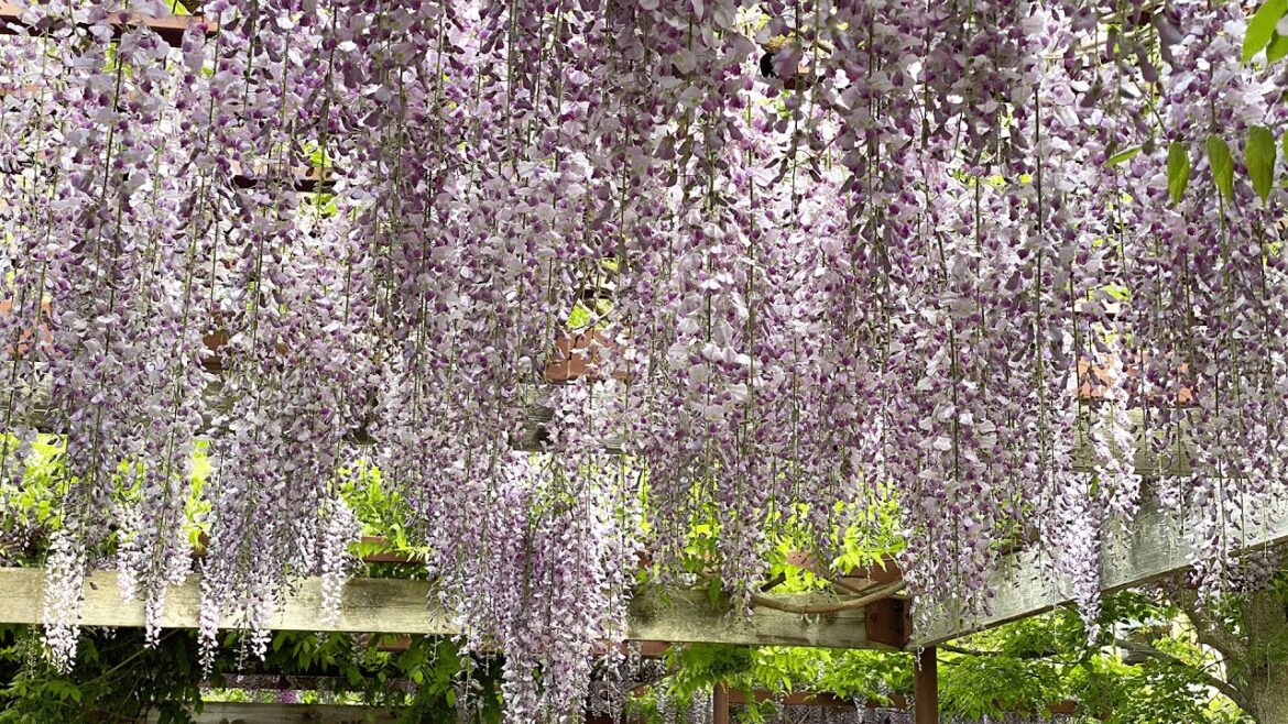 Wisteria of Yurigahara Park in Sapporo | Hokkaido Travel | Japan Wisteria of Yurigahara Park in Sapporo | Hokkaido Travel | Japan
