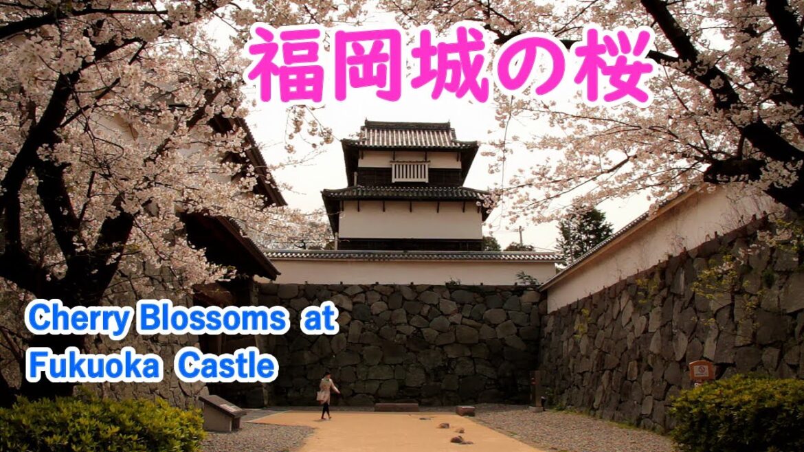 福岡県 福岡城 (舞鶴公園) の桜 ( ヒーリング音楽 )  / Cherry Blossoms at Fukuoka Castle ( Fukuoka, Japan )【日本の桜名所】 [ 4K ]