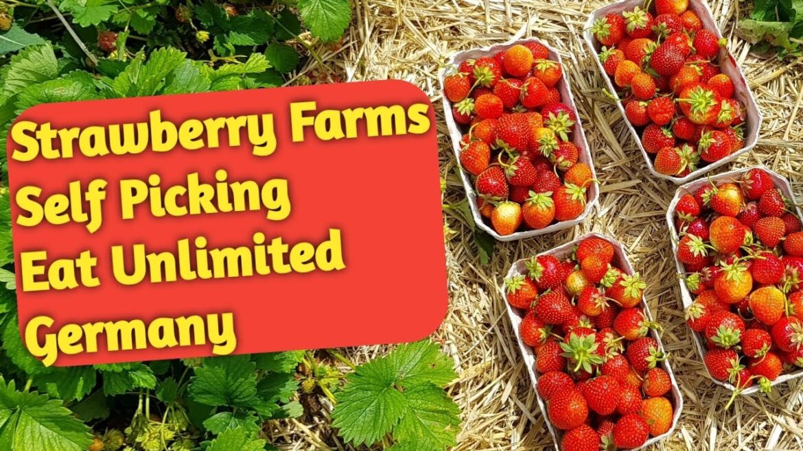 Germany Strawberry Farms – Self Picking | Eat Unlimited Germany Strawberry Farms - Self Picking | Eat Unlimited