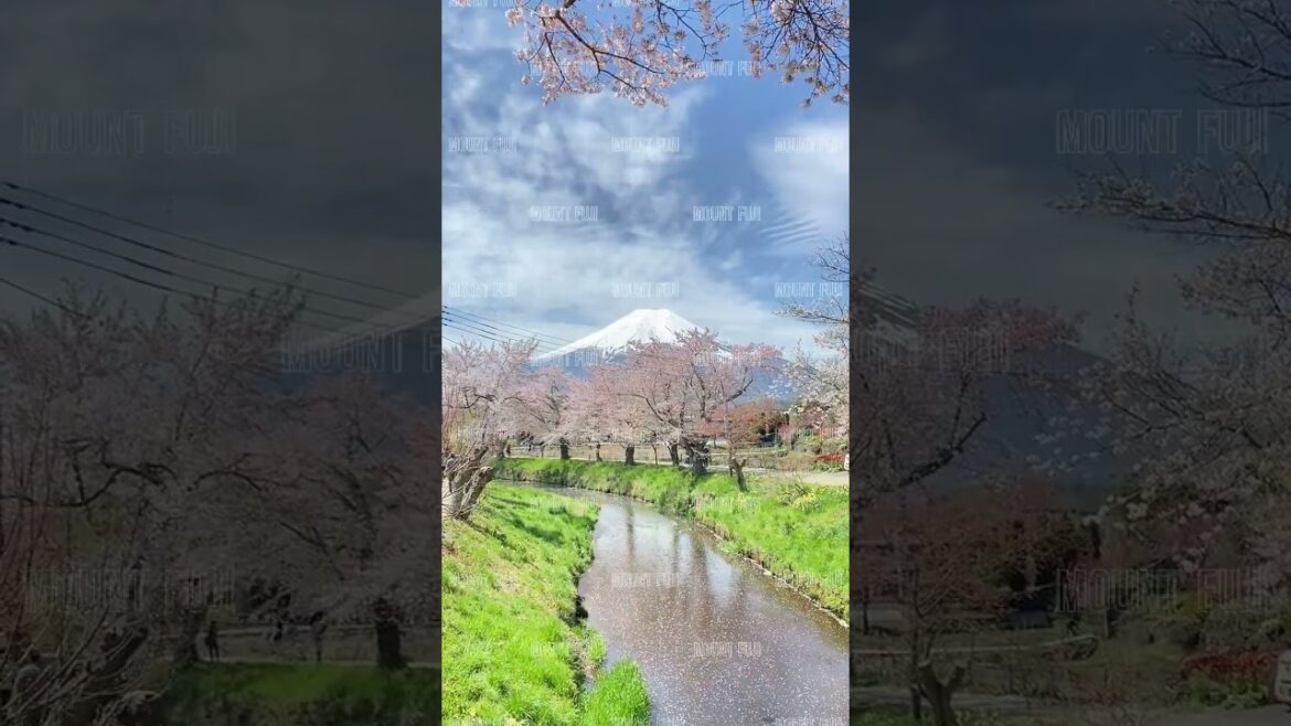 Cherry Blossoms and Majestic Mount Fuji: A Captivating Journey Through Japan