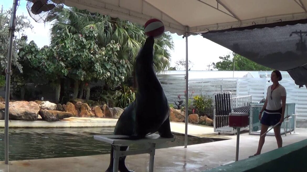 Sea Lion Show Theater of the Sea Islamorada, FL