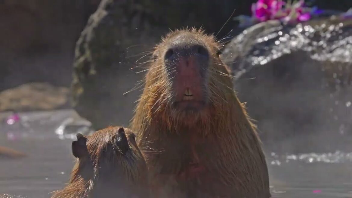 Capybara Relaxation in Izu Shaboten Zoo (Shizuoka)