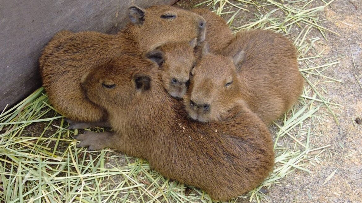 Capybara baby! Cuteness Overload! 😍 Izu Animal Kingdom in Japan Capybara baby! Cuteness Overload! 😍 Izu Animal Kingdom in Japan