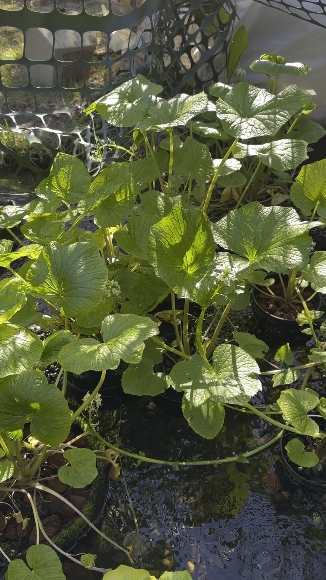 2nd-generation-of-sawa-wasabi-grown-in-california-spring-water-alo-japan