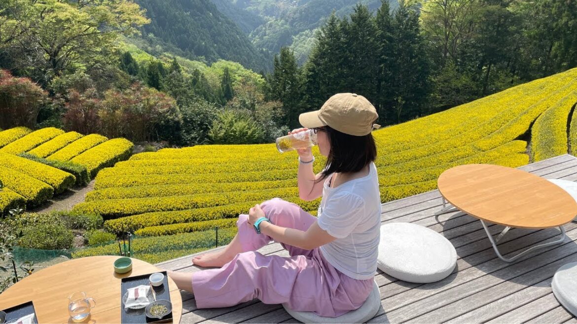 Japan Countryside in Shizuoka traveling recommendation/ tea plantation