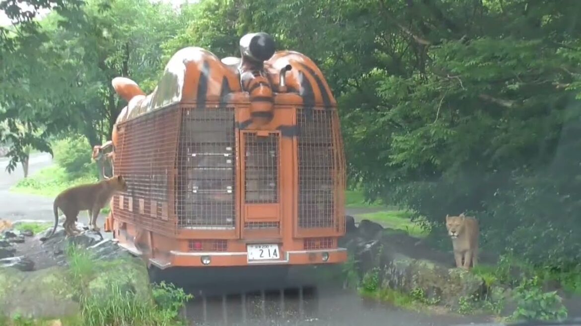 My Mama Last Visit  and Adventure @ Fuji Safari Park in Shizuoka Japan(part1/2)