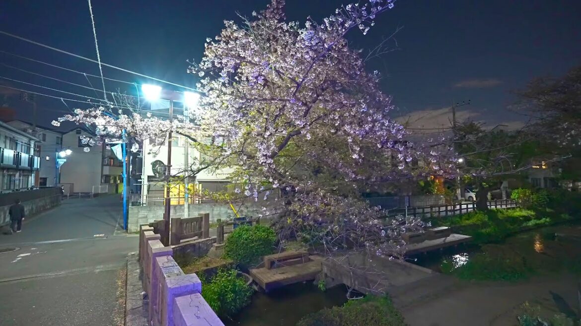 Night sakura walk at Kawasaki Shukugawara・4K HDR Night sakura walk at Kawasaki Shukugawara・4K HDR