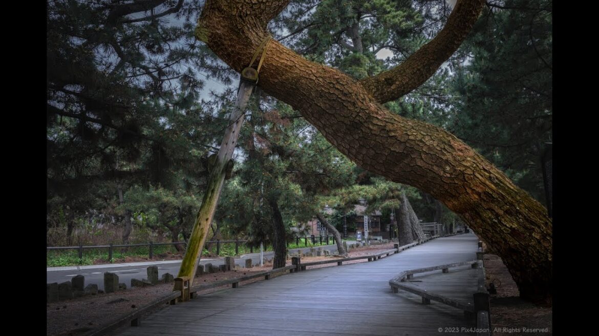 Part V: Leaving Miho Shrine for Miho-no-Matsubara Pine Grove in Shizuoka, Japan | 静岡県・三保半島にある「神の道」