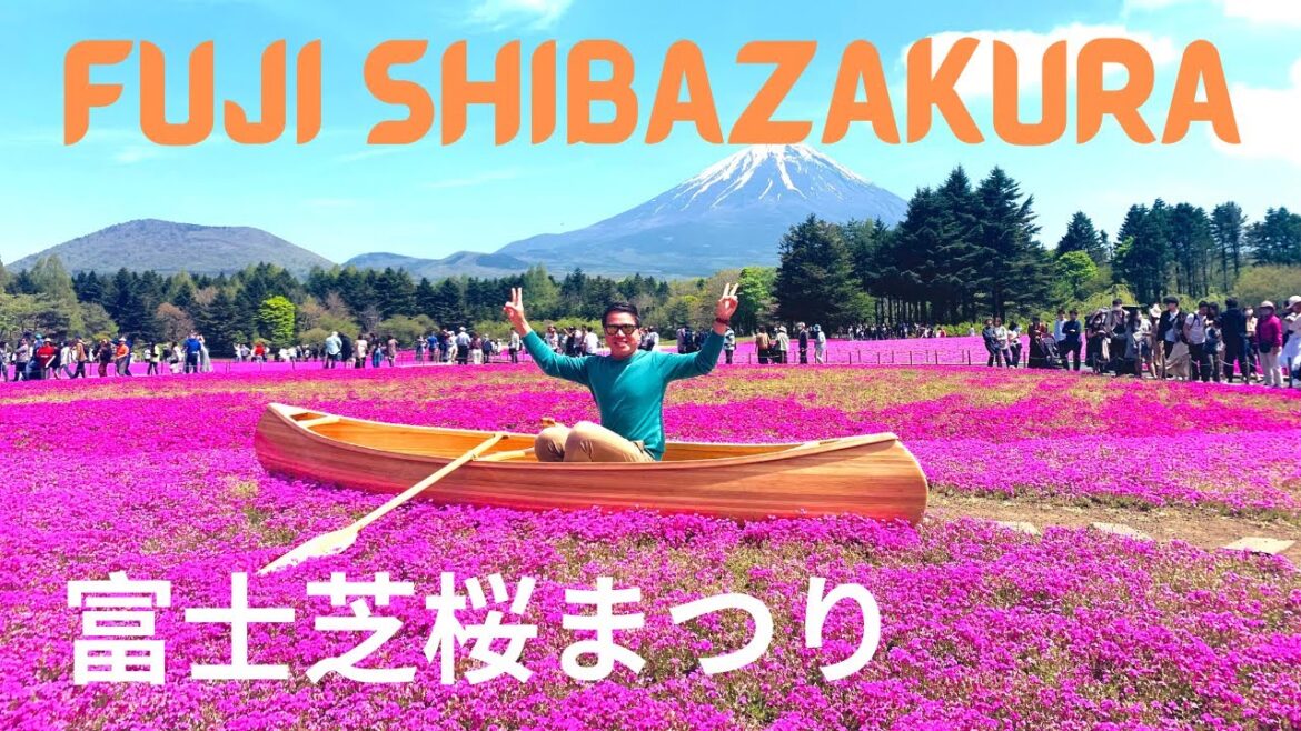 SHIBAZAKURA 富士芝桜まつり[MOSS PHLOX]