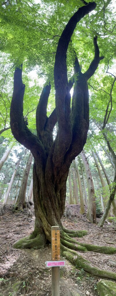 Mount Kasuga's Biggest Cherry Tree
