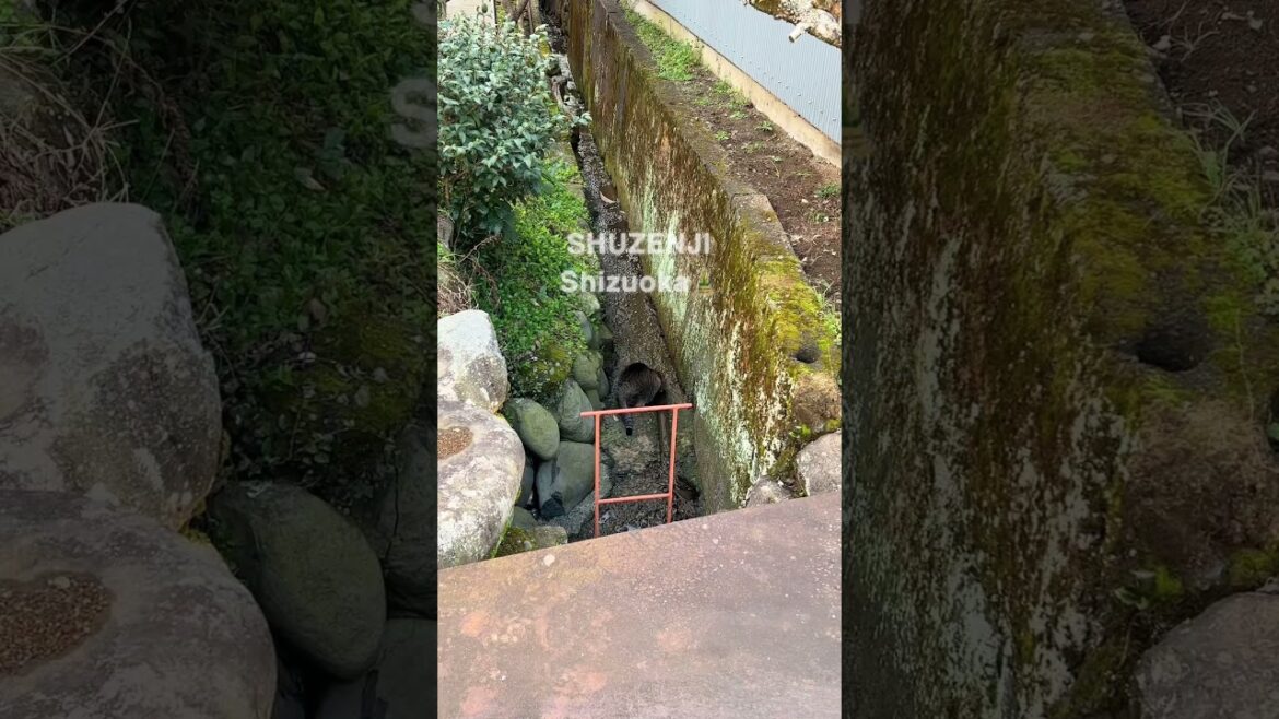 【伊豆】Izu Shuzenji trip / 修善寺へのんびり旅行 #shorts