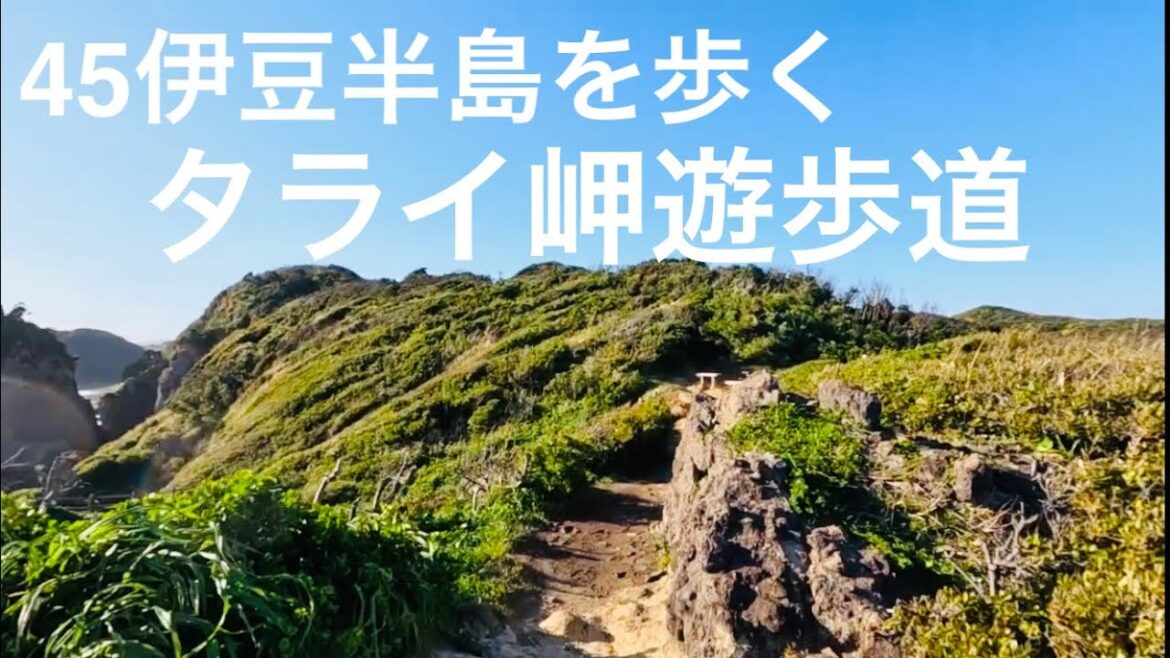 タライ岬遊歩道/田牛海岸から弓ヶ浜へ【45伊豆半島を歩く】南伊豆町/Minamiizu town, Shizuoka, Japan タライ岬遊歩道/田牛海岸から弓ヶ浜へ【45伊豆半島を歩く】南伊豆町/Minamiizu town, Shizuoka, Japan