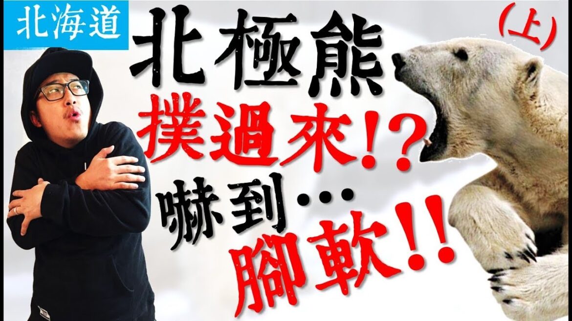 【北海道旅遊】北極熊朝我撲過來!?嚇到...腿軟!?｜五天四夜北海道旅遊(上)｜北海道、旭山動物園、札幌、小樽｜AnsonTV旅遊生活頻道｜北海道旅行、Hokkaido travel