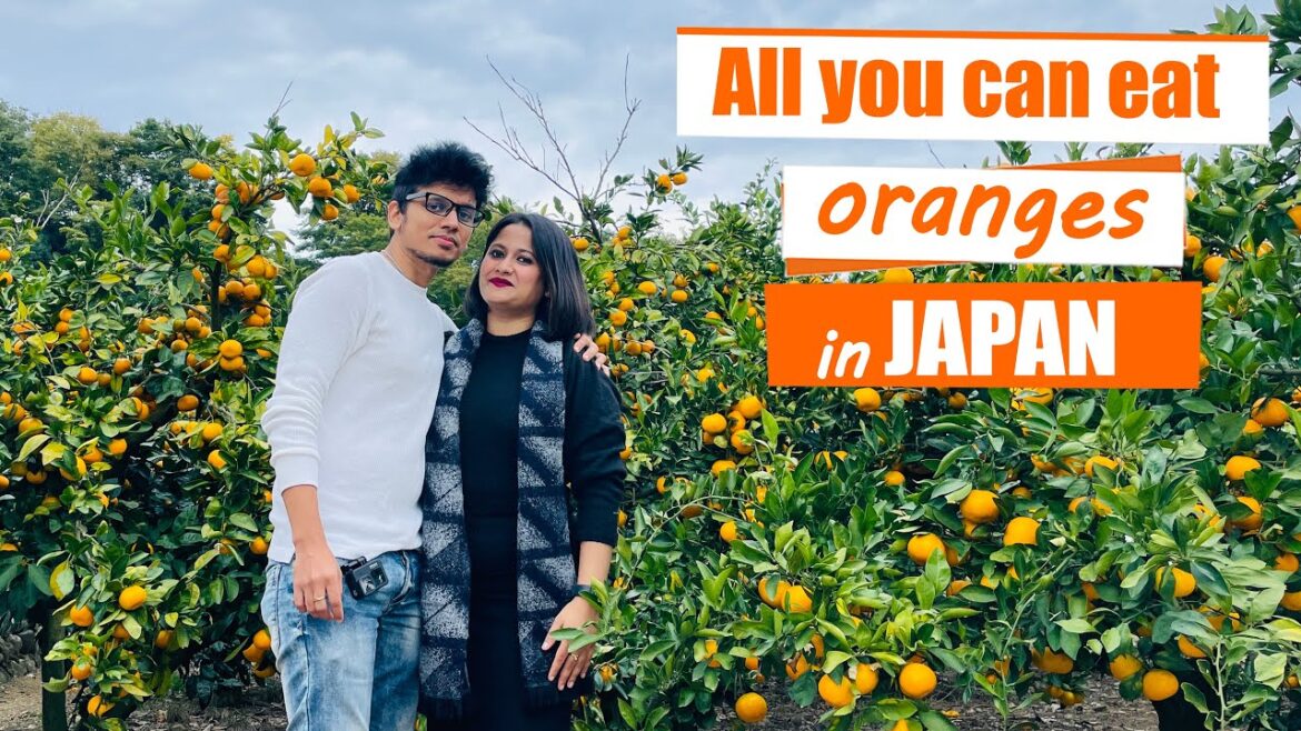 Fruit picking japan ! Chalo Chalte Hai ! Indian in japan ! Fruit picking japan ! Chalo Chalte Hai ! Indian in japan !