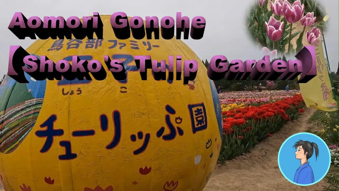 Aomori Gonohe【Shoko's Tulip Garden（JDchannel Journey)】