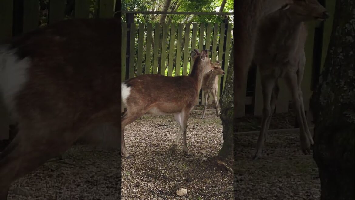 Miyajima deer in hiroshima #shorts #deer #japan #miyajima #nature
