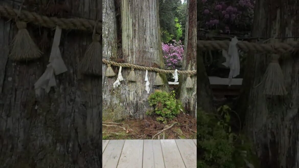 金剛三昧院 | 高野山 | Mount Koya | Koyasan | Kongo-Sanmai-In | Wakayama Sightseeing Spot | World Heritage