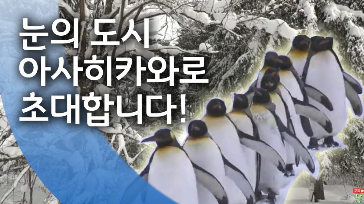 눈의 도시, 아사히카와로 초대합니다!