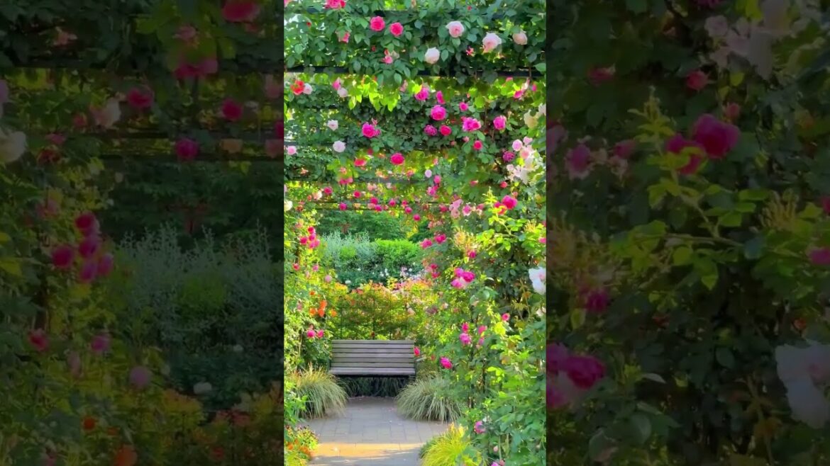 Rose garden🌹 at Minato-No-Mieru Oka Park in Yokohama city near Tokyo, Japan🌸🌷
