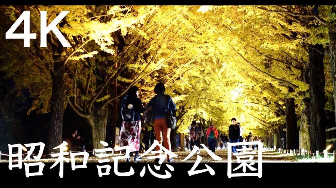 東京夜景「国営昭和記念公園 イチョウ並木のライトアップ」 / Night view of  TOKYO at "Showa Memorial Park" (Short Film) 4K