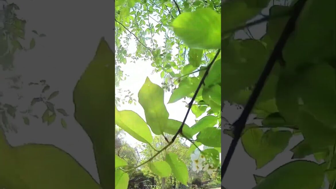 バラクラの新緑