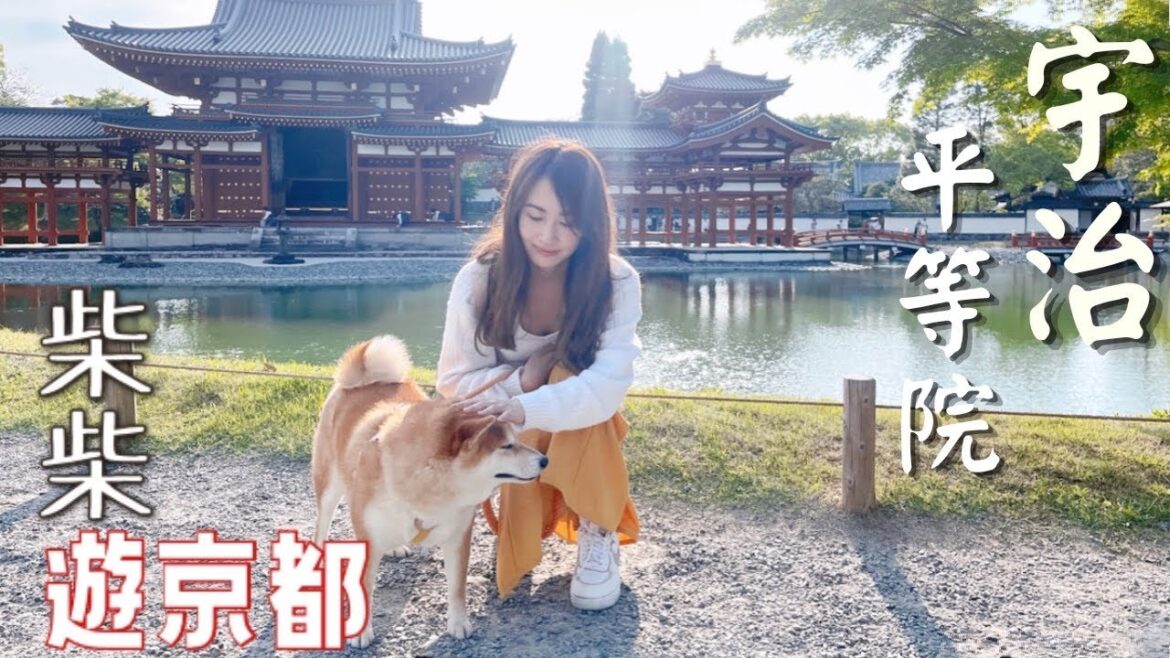 【京都宇治vlog】帶著柴柴遊平等院！Uji Kyoto Travel with Shiba 🐕