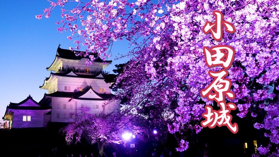 【Cherry blossoms】Odawara Castle 2019 #4K #小田原城