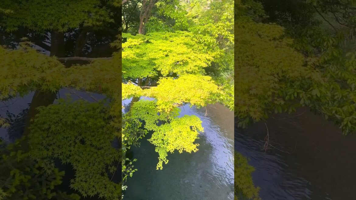 Yase area in Kyoto #walk #nature #summer #explore #momiji #shorts #travel #新緑 #京都 #青もみじ