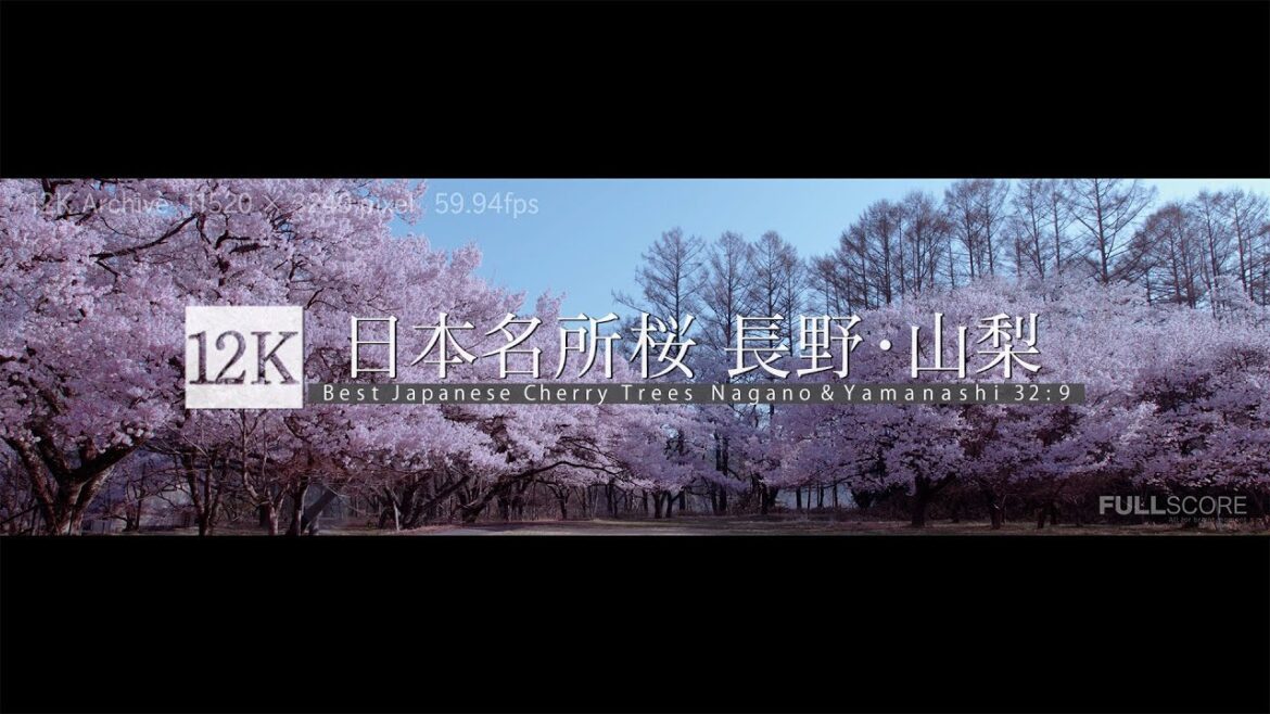 [12K footage] Best Japanese Cherry Trees spots Nagano snd Yamanashi【日本桜名所 長野・山梨_12K WIDE 32:9】