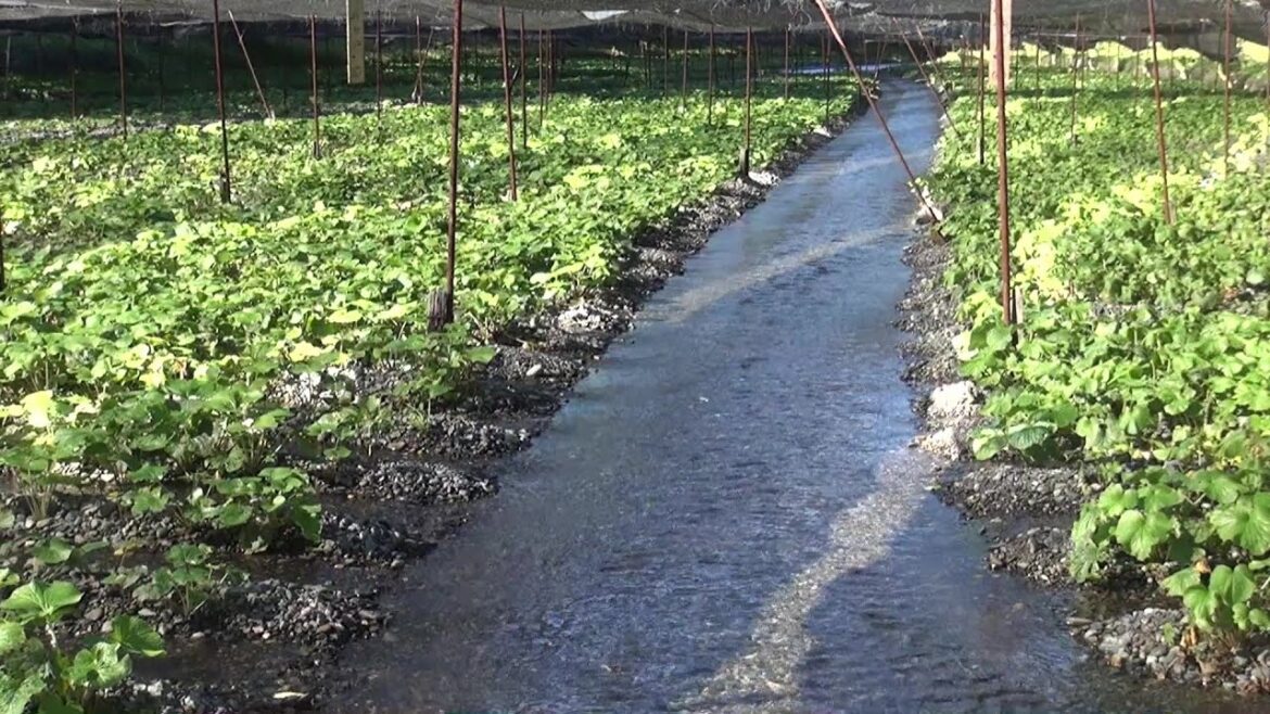 長野安曇野 大王わさび農場 Daiou Wasabi farm in Azumino Nagano Japan. 長野安曇野 大王わさび農場 Daiou Wasabi farm in Azumino Nagano Japan.