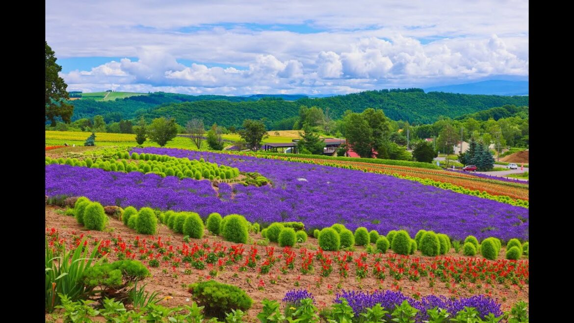 8K HDR 北海道 美瑛 ぜるぶの丘 Hokkaido,Biei Zerubu Flower Garden
