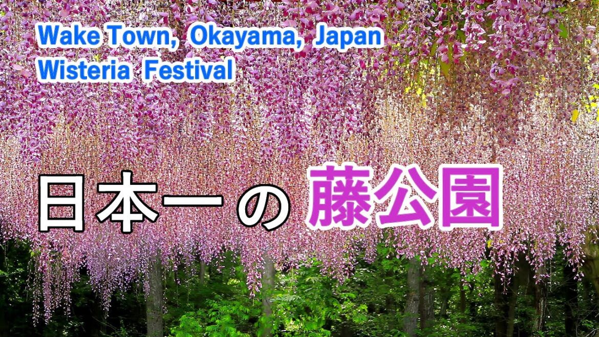 日本一の藤公園 / 岡山県和気町・藤まつり / Wisteria park & Wisteria Festival, Wake Town, Okayama, Japan 日本一の藤公園 / 岡山県和気町・藤まつり / Wisteria park & Wisteria Festival, Wake Town, Okayama, Japan
