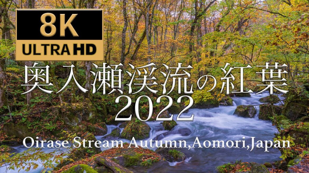 [8K60P] 奥入瀬渓流の紅葉 Oirase Stream in Autumn , Aomori , Japan