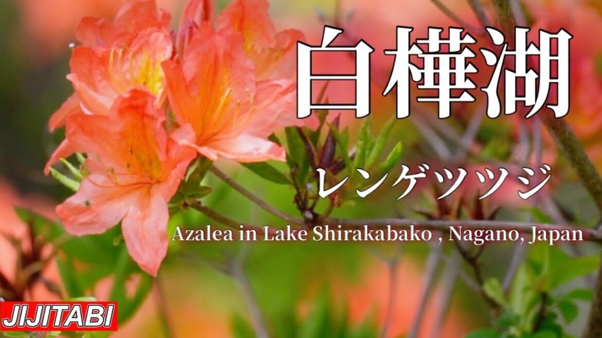 白樺湖のレンゲツツジが見頃Azalea in Lake Shirakabako , Nagano, Japan撮影日2023.6.1