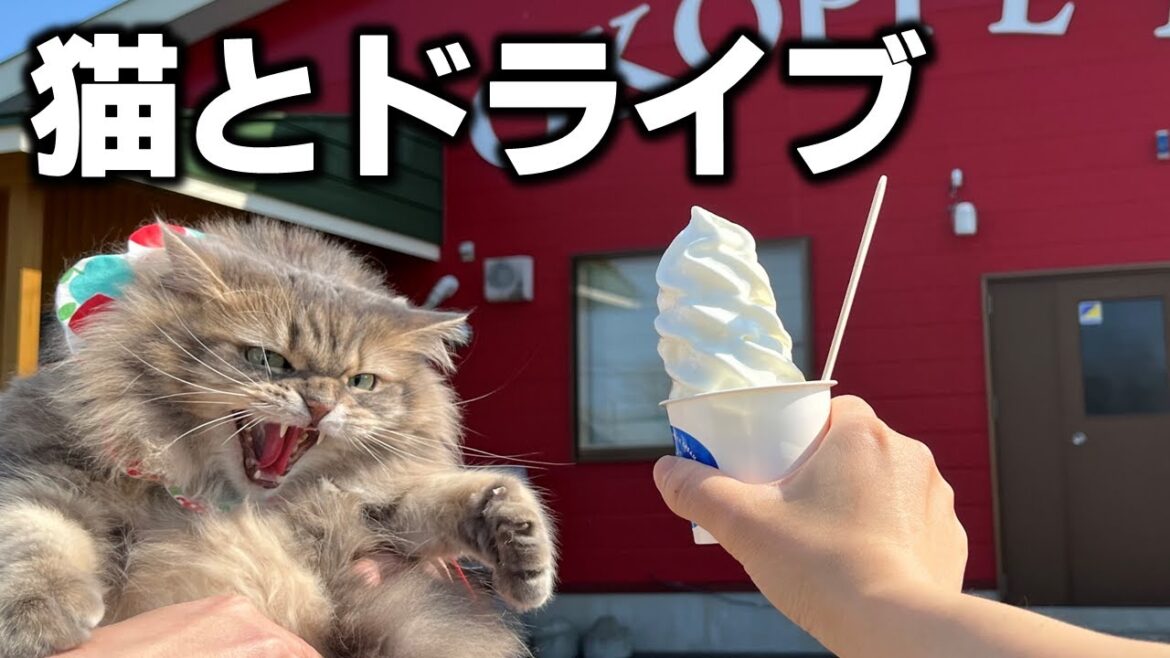 【道東ドライブ】興部町のグルメを堪能!絶品チーズとアイスクリームを堪能する猫旅ドライブ! 【道東ドライブ】興部町のグルメを堪能!絶品チーズとアイスクリームを堪能する猫旅ドライブ!