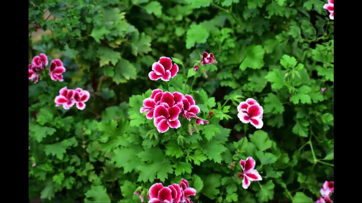 Flowers at Nabana no sato.