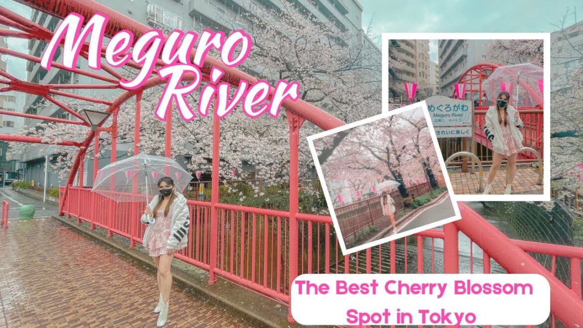 Meguro River | The Best Cherry Blossom Spot in Tokyo Meguro River | The Best Cherry Blossom Spot in Tokyo