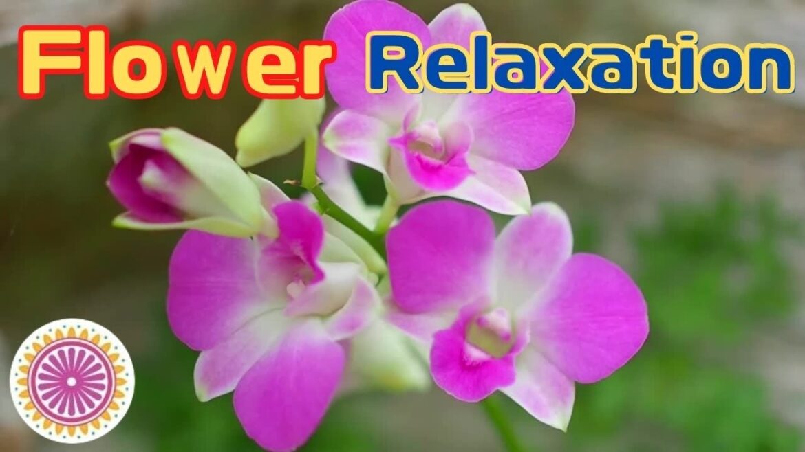 Nature Relaxation with Pop Music enjoying Japanese Flower Garden/nature video for stress relief Nature Relaxation with Pop Music enjoying Japanese Flower Garden/nature video for stress relief