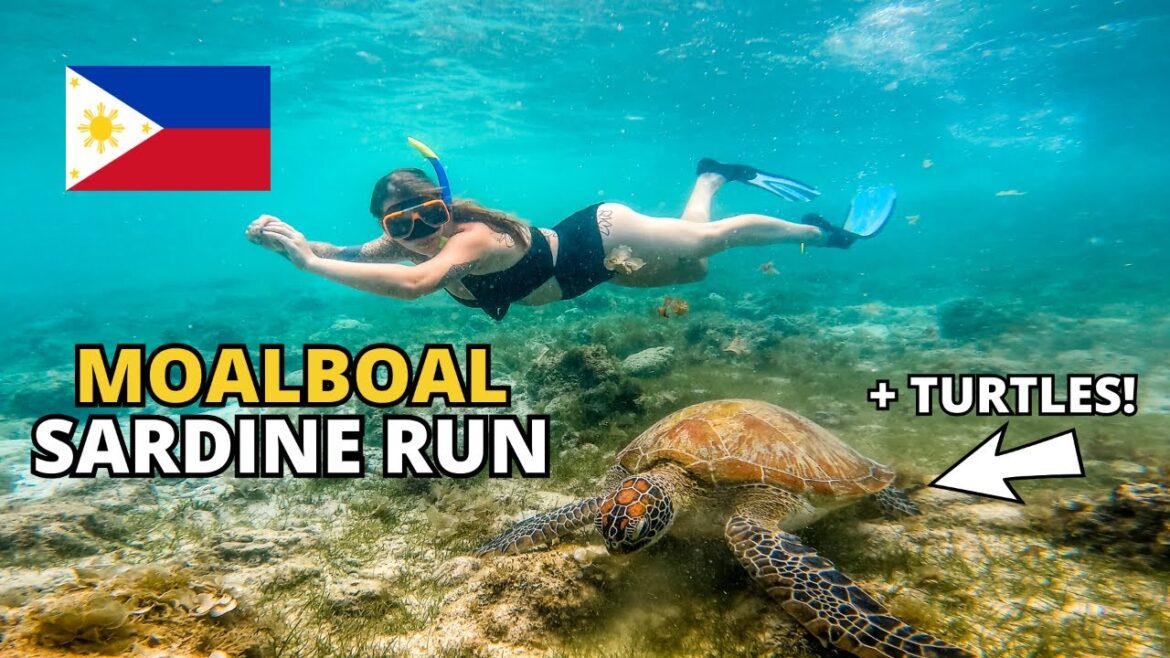 SARDINE RUN & TURTLES SWIMMING - ULTIMATE EXPERIENCE MOALBOAL! 🇵🇭