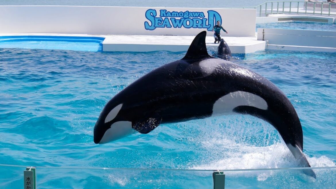 Kamogawa Sea World Complete Show | World Biggest Whale Show | 2023