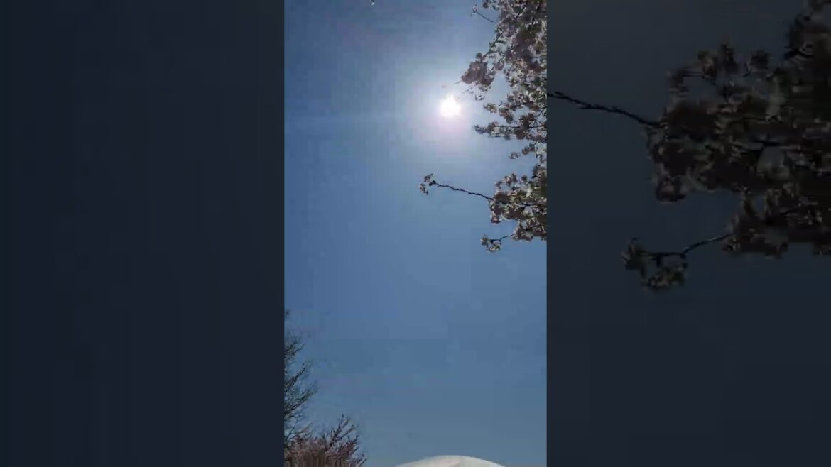 鳥屋野潟公園の桜並木 2023年