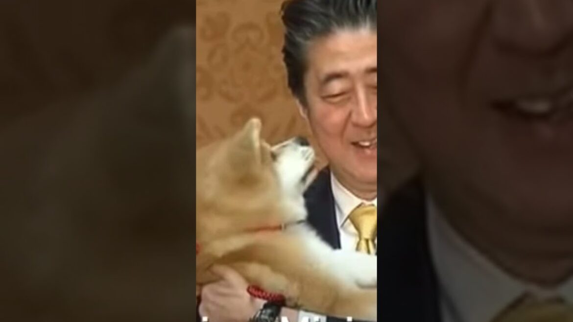 Cute Akita inu x Japan's Abe #cute #shortsvideo #shorts