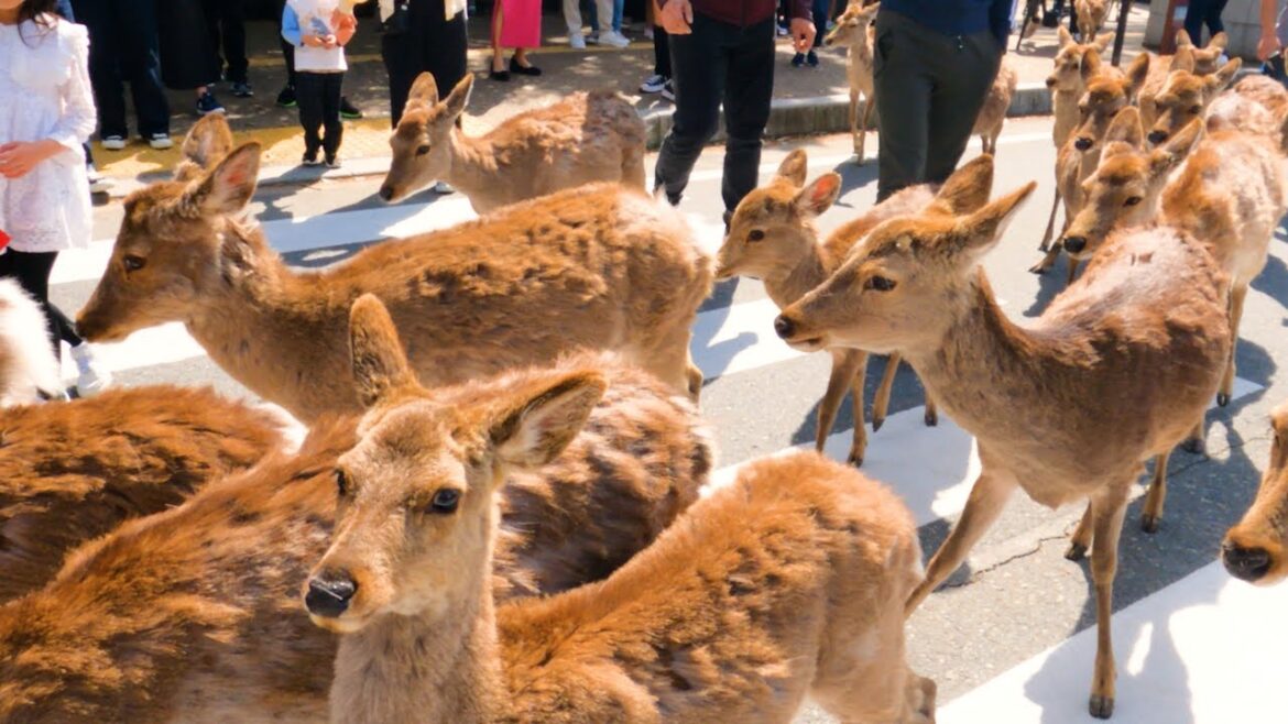 A herd of deer is approaching!!!  Most famous tourist spot in Japan🦌✨【NARA DEER PARK】