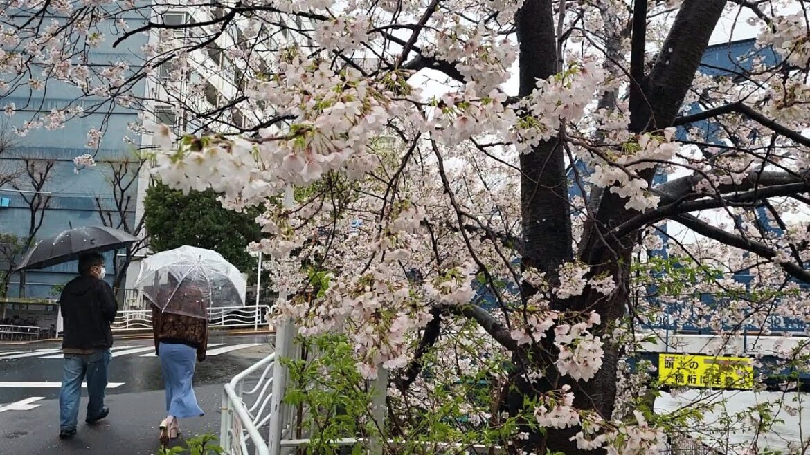 Cherry Blossoms in the Rain | Spring in Koto Ward, Tokyo | Hidden Sakura Spot in Japan